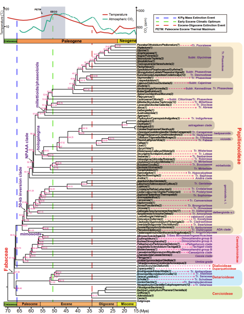 bacddbb5c6b6fe64235b4a25e9fa8ed6-795x1024 Mol Plant | Phylogenetic genomics reveals the origin of legume species divergence, genome polyploidy, and the hypothesis of nitrogen-fixing symbiotic evolution of rhizobia